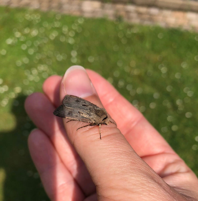 Een gewone velduil rust rustig op een menselijke vinger. Op de achtergrond is een wazig gazon te zien.