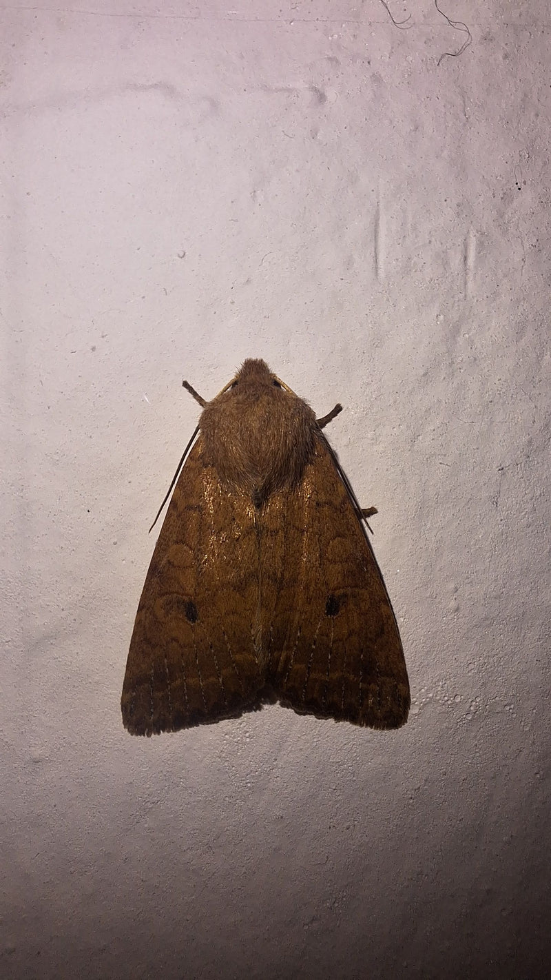 Een gewone velduil rust uit op een lichte, gestructureerde muur. De bruine vleugels en het behaarde borststuk zijn duidelijk zichtbaar.