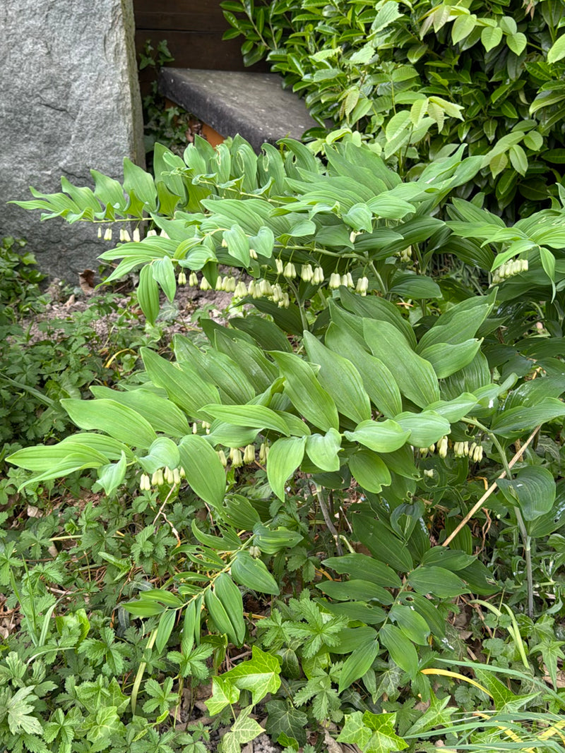 De welriekende salomonszegel groeit met gebogen stengels en draagt talrijke groene bladeren en kleine witachtige bloemen.