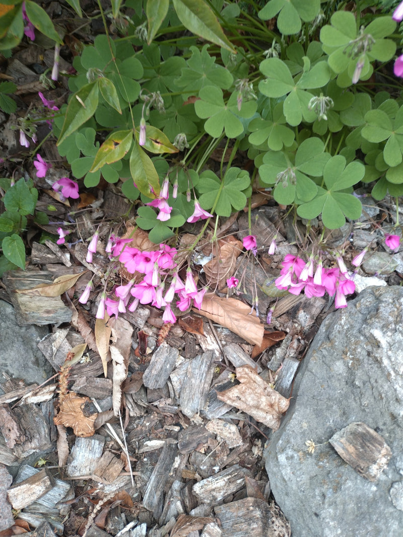 Geurige zuring — Bild 1