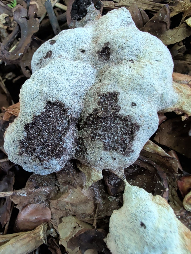 Wolfsmilch-Netzstäubling — Bild 1