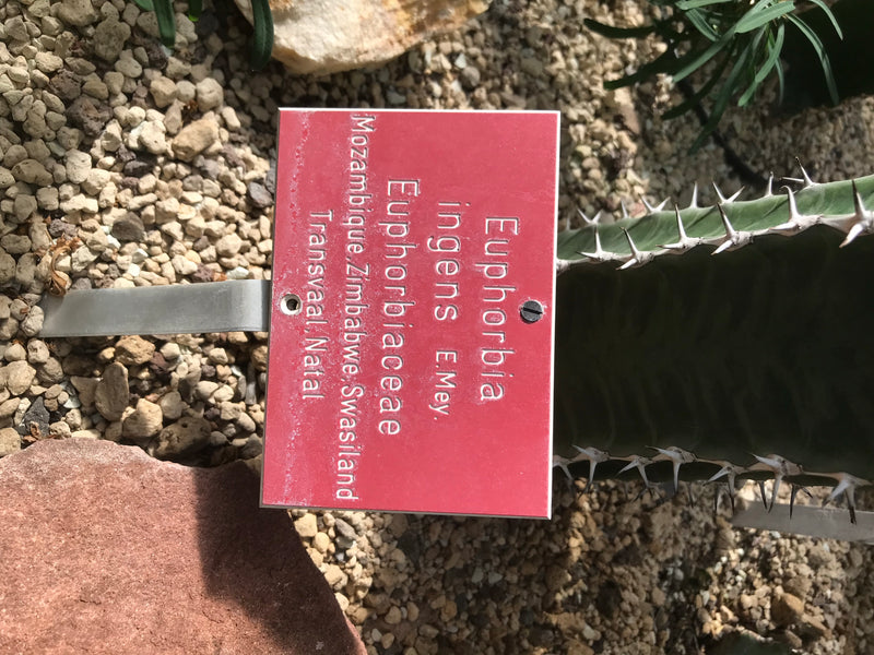 De afbeelding toont een rood informatiebord naast een wolfsmelk (Euphorbia ingens). Het bord is gemonteerd op een metalen stang in grindachtige grond.