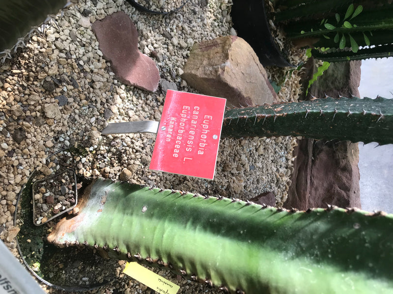 De afbeelding toont een vleesachtige, kolomvormige Canarische wolfsmelk (Euphorbia canariensis) met doorns in een grindbed. Daarnaast staat een rood bordje m...