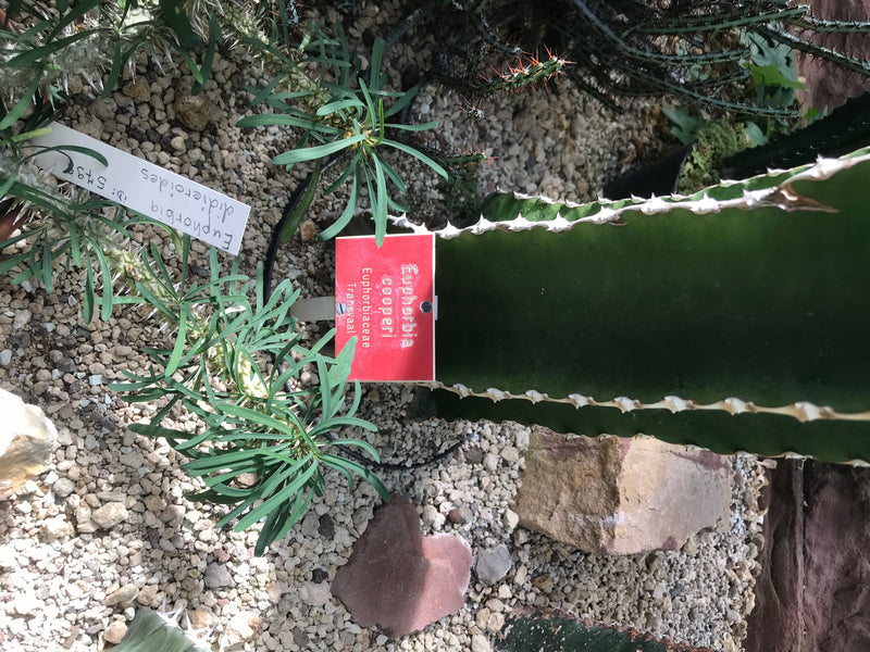 Verschillende soorten wolfsmelk groeien op een lichte grindbodem in een tuin. Er zijn sappige scheuten en groene bladeren zichtbaar.