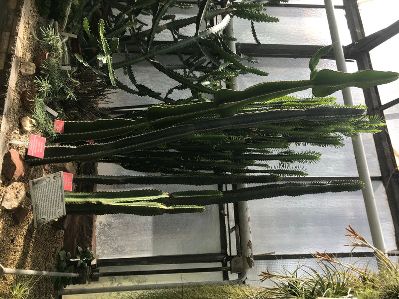 De afbeelding toont verschillende zuilvormige wolfsmelksoorten in een kas. De planten staan voor een glazen gevel.