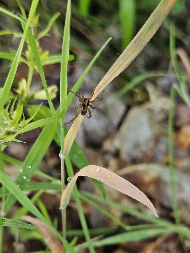 Een wolfspin zit op een droog sprietje gras te midden van groen gras. Het bovenaanzicht toont het kenmerkende patroon van het dier.