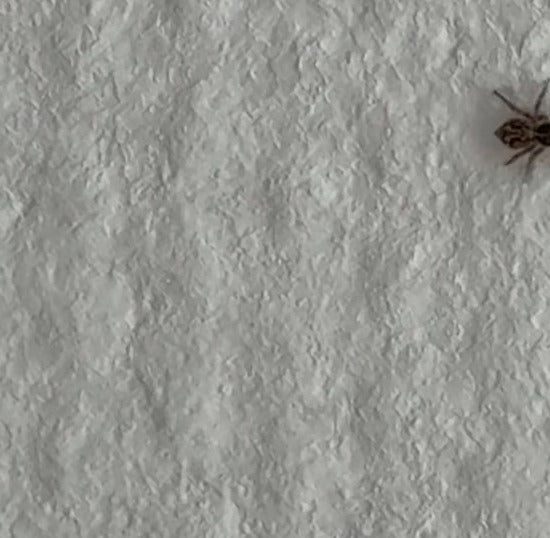 Wolfspin (geslacht Pardosa) — Bild 3
