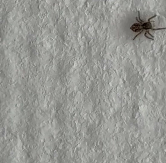 Wolfspin (geslacht Pardosa) — Bild 2