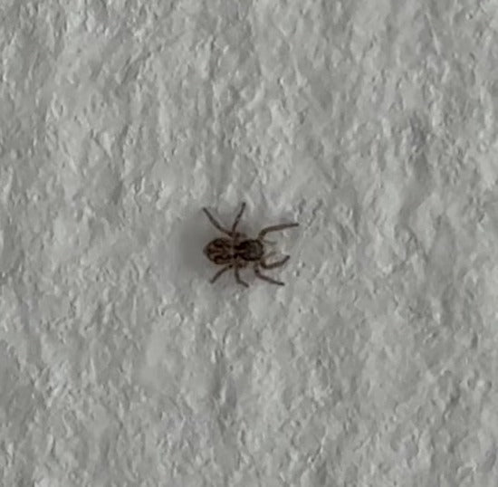 Wolfspin (geslacht Pardosa) — Bild 1