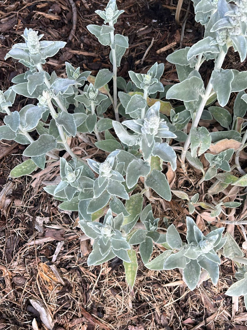 Te zien is een groep ezelsoor-planten met hun kenmerkende behaarde, grijsgroene bladeren van bovenaf. Ze groeien op een bed met boomschors.
