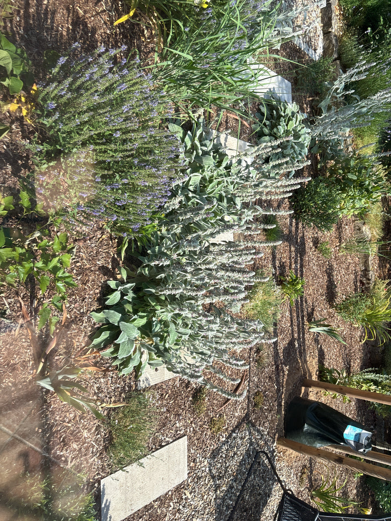 Verschillende zilvergrijs ezelsoren groeien in een zonnige tuinborder op schorsmulch. De kenmerkende viltige bladeren en rechtopstaande bloeiwijzen zijn duid...