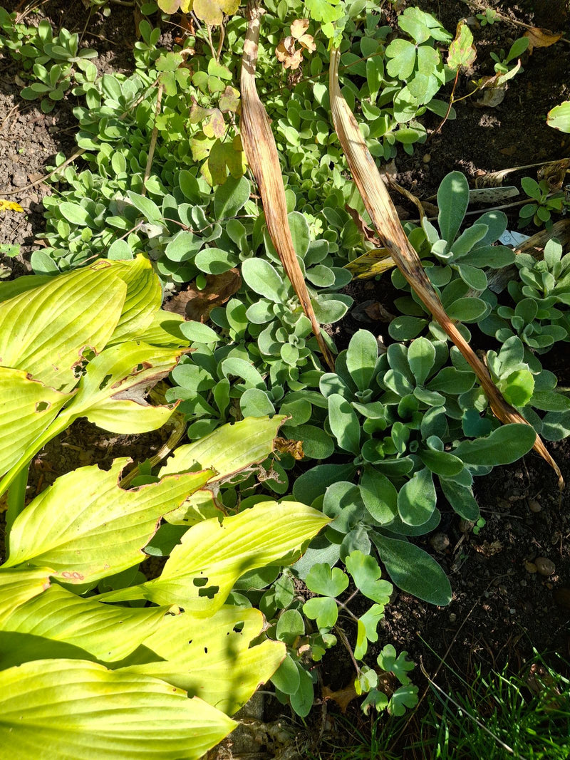 Dichtgroeiende, zilverachtig behaarde blad rozetten van de ezelsoor in een tuinborder naast een hosta.