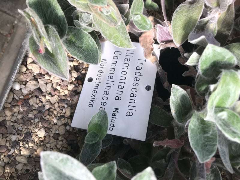 Wollige Dreimasterblume — foto 1 van 2