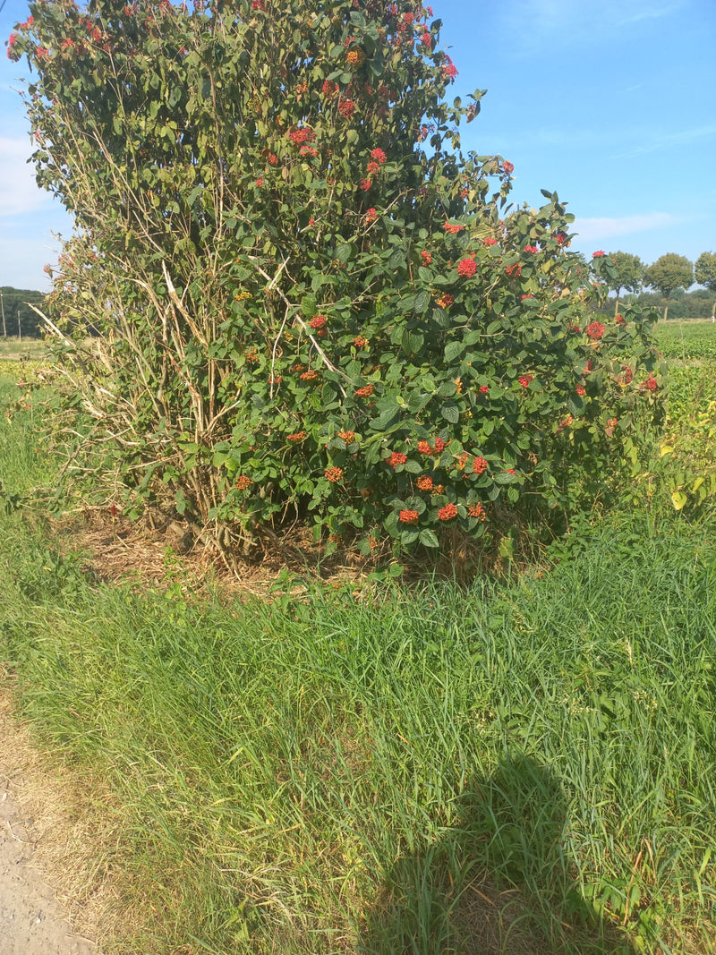 Te zien is een grote wolachtige sneeuwbal met groene bladeren en talrijke rode vruchten. De struik staat aan de rand van een weiland onder een blauwe hemel.