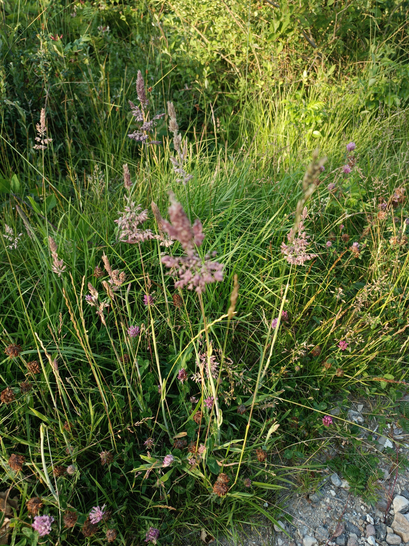 Wollig honinggras — Bild 1