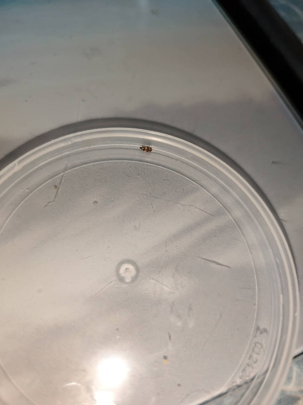Een wolligs tapijtkevertje zit op een licht plastic deksel. Het insect oogt relatief klein door de verre opname.