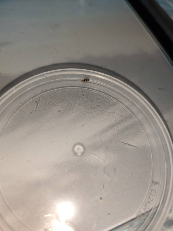 Een kleine spekkever zit op een rond plastic deksel. Het insect is vrij klein te zien vanwege de afstand.