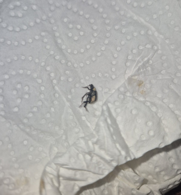 Een volwassen gewone spekkever is zichtbaar op een witte papieren servet. Het kleine insect ligt licht op zijn zij.