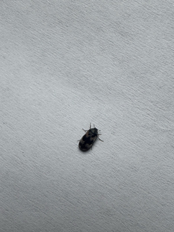 Een eencellige tapijtkever zit op een lichte, gestructureerde oppervlakte. Het insect is duidelijk zichtbaar van bovenaf.