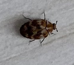 Een gewone spekkever met typische patronen zit op een lichte ondergrond. De foto toont het insect van boven.