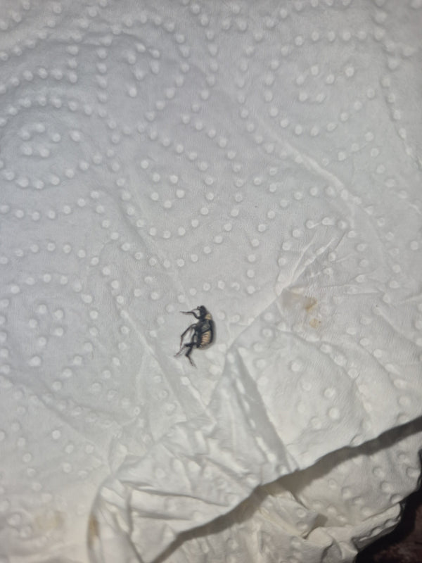 Een kleine spekkever rust op een wit papieren doekje, van boven gezien. Het insect is duidelijk zichtbaar en toont zijn karakteristieke tekening.