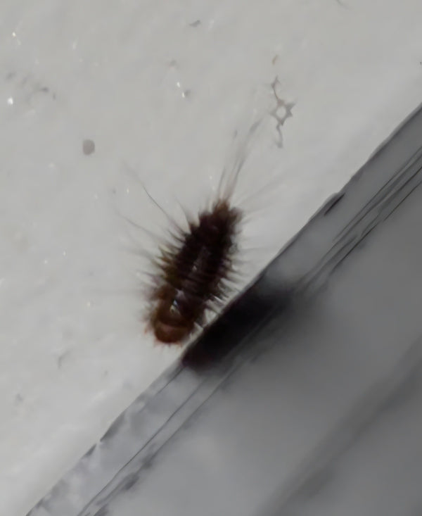 De borstelige, bruine larve van een wolﬂatje kruipt op een lichte ondergrond. Aan het achterste uiteinde zijn opvallende plukjes haar te zien.