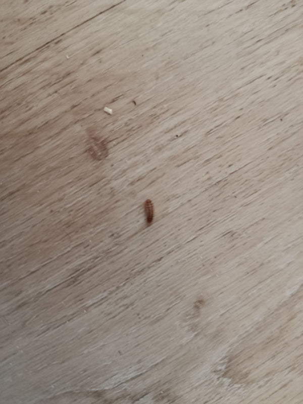 Een kleine, borstelige larve van de gewone spekkever is zichtbaar op een lichte houten vloer. Het insect beweegt zich langzaam over het oppervlak.