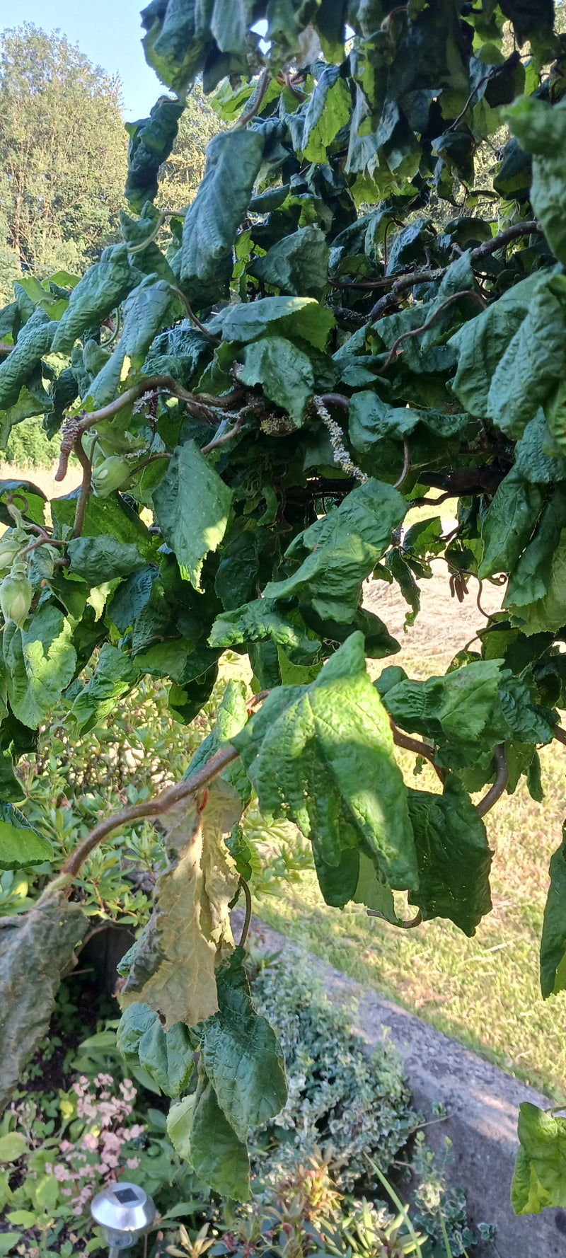Wollig schildluis — Bild 1