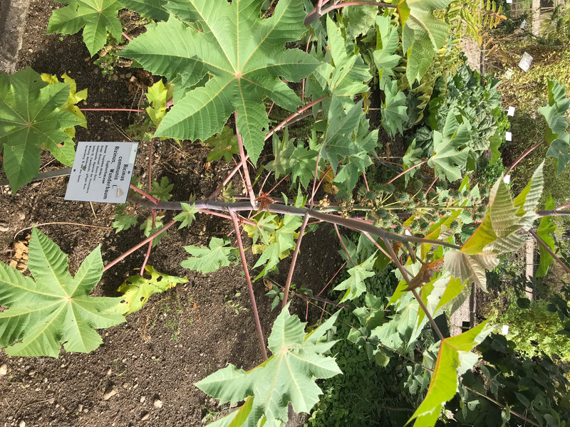 Een jonge wonderboomplant met karakteristieke stervormig gelobde bladeren en roodachtige stengels is te zien, van bovenaf gefotografeerd in een tuembed.