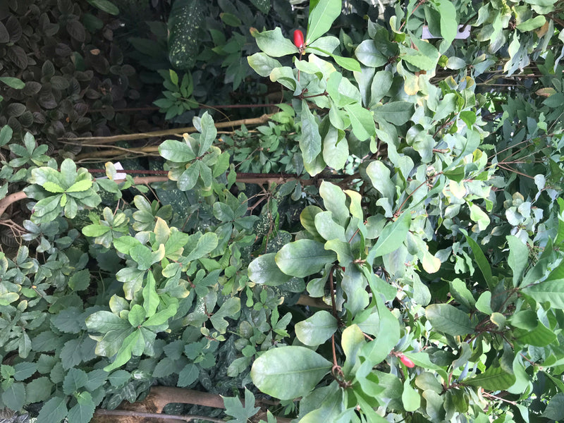 De afbeelding toont een wonderbesplant met zijn kenmerkende rode bessen en groene bladeren. De plant groeit in een weelderige groene omgeving.