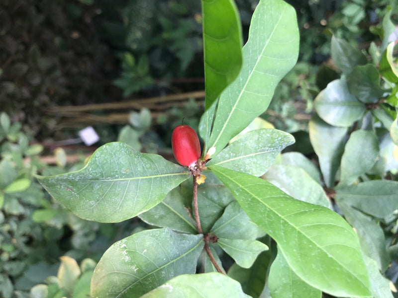 Een enkel, felrood fruit van de wonderbes is zichtbaar, omringd door groene bladeren aan een tak.