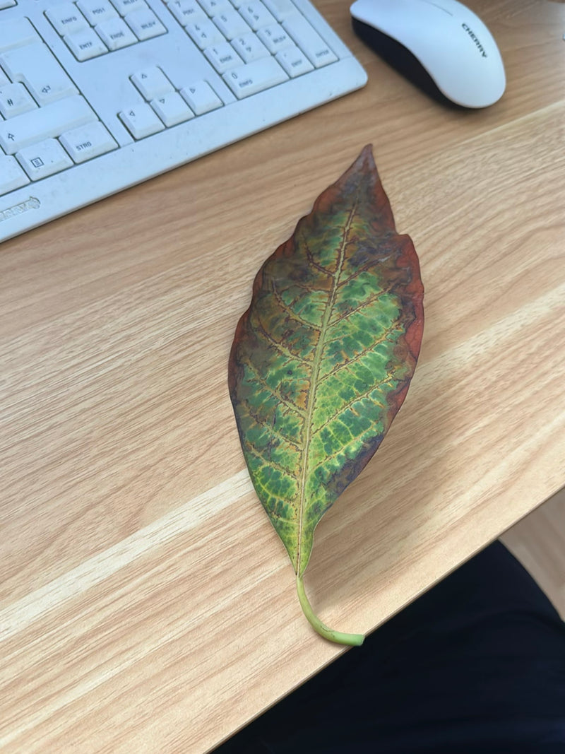 Croton — Bild 2