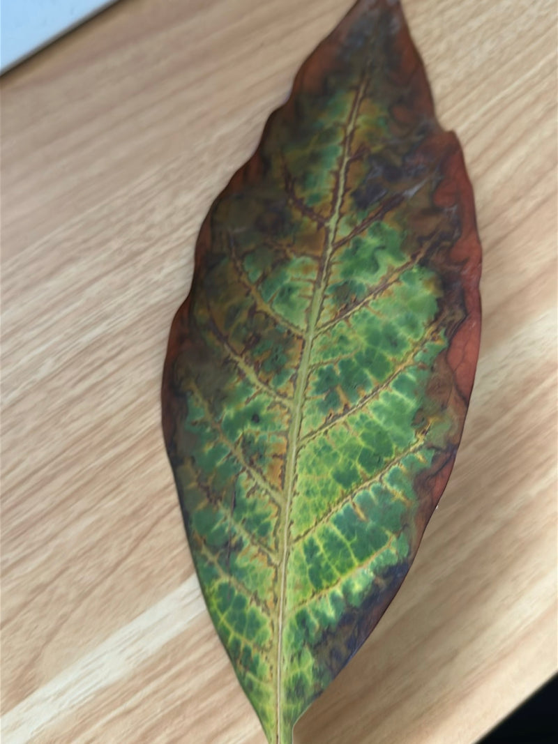 Croton — Bild 1