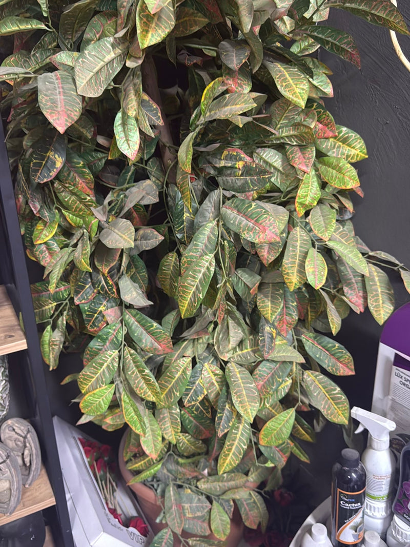 Te zien is een bosachtige kroton met kenmerkend gekleurde bladeren in een bloempot. De plant staat binnenshuis voor een donkere muur.