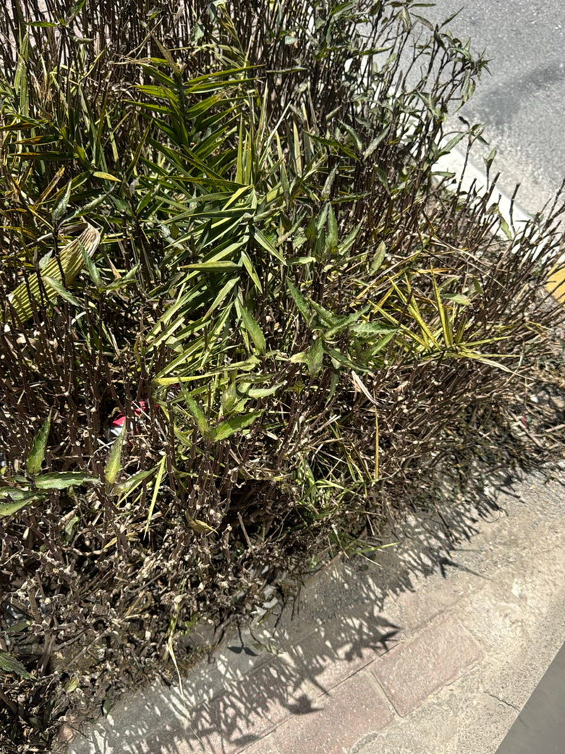De afbeelding toont een bosachtige struik met smalle, groenachtige bladeren in het zonlicht. De plant staat direct naast een bestraat pad.