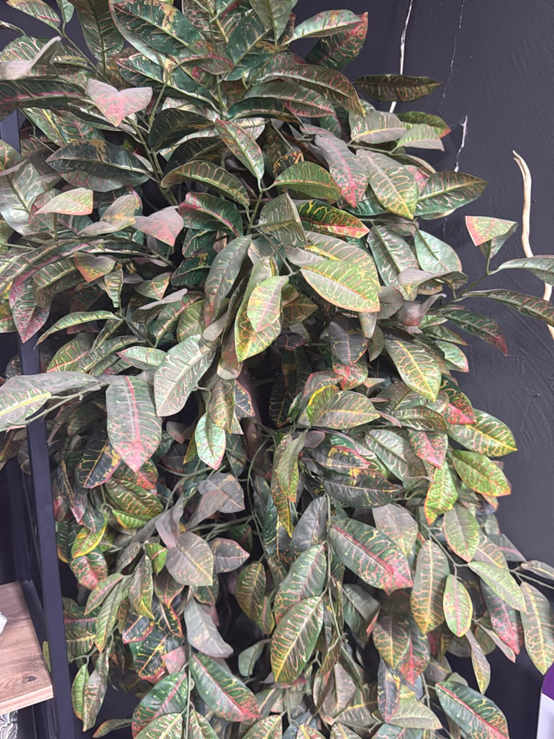 Te zien is een dichte crotonstruik met kenmerkend bont gekleurde, glanzende bladeren. De plant staat voor een donkere muur.