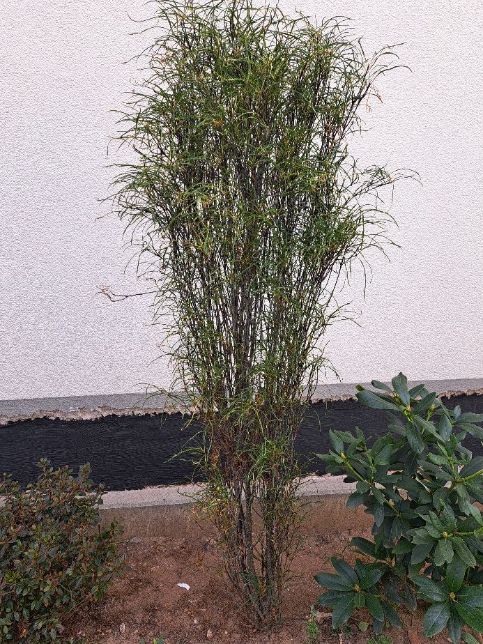 Er is een slanke crotonstruik met fijne, smalle bladeren te zien voor een lichte muur. De plant groeit in een buitenperk.