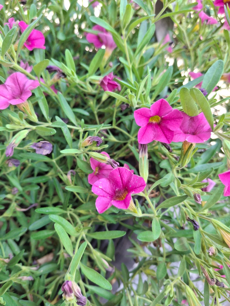 De afbeelding toont een dichte cluster van roze calibrachoa-bloemen met groen bladerdak. De trompetvormige bloemen staan volop in bloei.