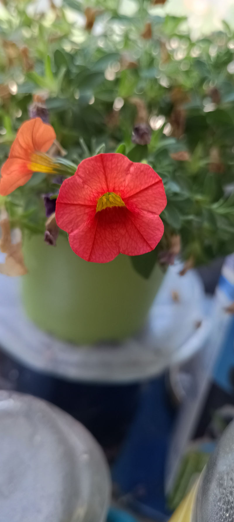 Op de voorgrond is een helderrode bloem van een calibrachoa te zien, terwijl op de achtergrond groene bladeren en een groene pot herkenbaar zijn.