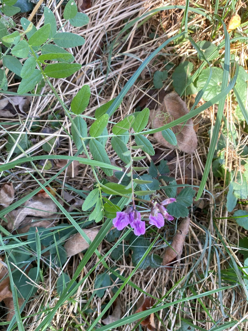 Een bloeiende heggenvikke met paarse bloemen groeit tussen grassen en droge bladeren op de grond.