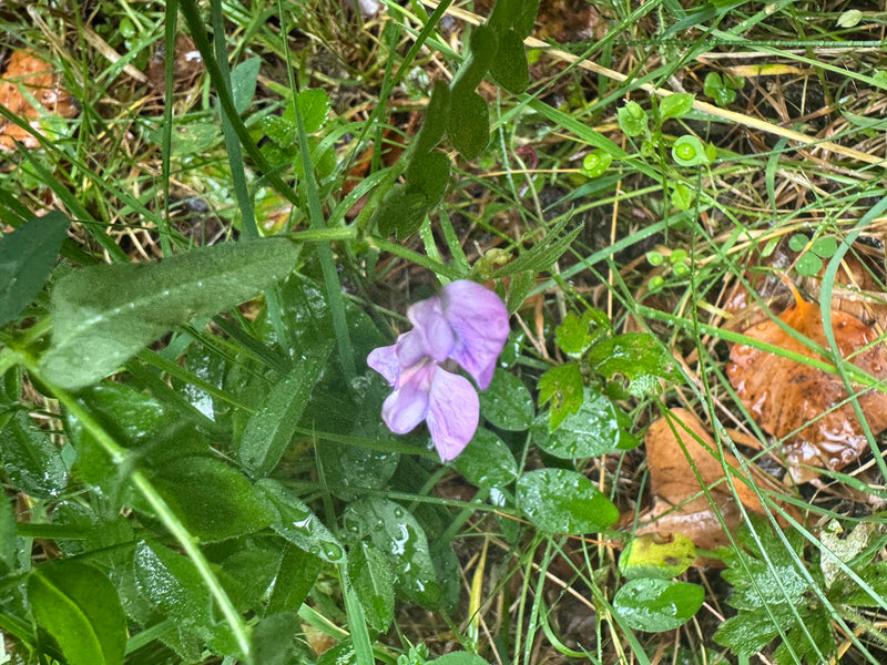 Een bloeiende heggenvikke met paars-violette bloemen groeit tussen vochtig gras en bladafval.