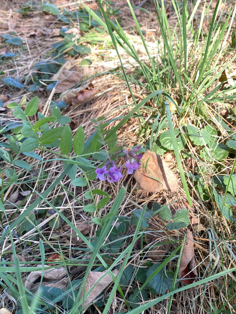 Een bloeiende heggewikke groeit tussen gras en droge bladeren op de grond.