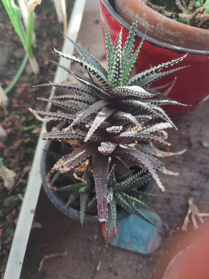 Een zebraplant is te zien in een kleine bloempot vanuit vogelperspectief. De suculente bladeren tonen de typische witte strepen.