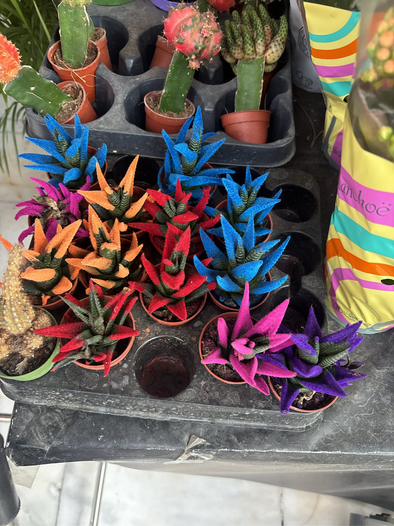 verschillende Haworthiopsis attenuata-planten staan in kleine potjes op een oppervlak. De uiteinden van de sappige bladeren zijn gedeeltelijk gekleurd.