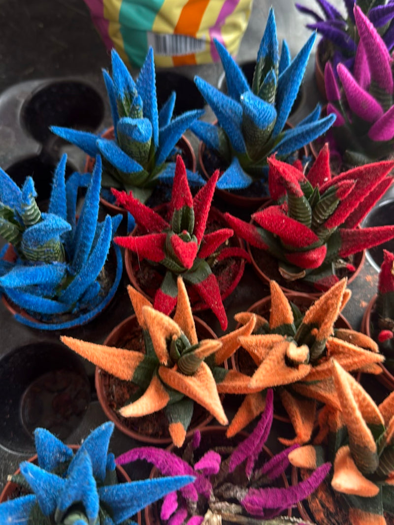 Verschillende Haworthiopsis attenuata planten in kleine potten waarvan de bladeren kunstmatig in felle kleuren zijn geverfd. De planten staan dicht bij elkaar.
