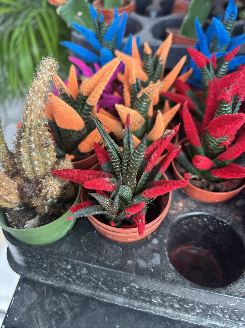 Meerdere exemplaren van de Haworthiopsis attenuata staan in kleine plastic potjes op een transporttray. Sommige vetplanten hebben gekleurde bladtoppen.