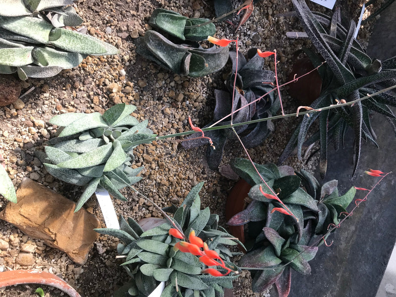Meerdere vetplanten van het geslacht Gasteria met vlezige bladeren en lange bloemstengels met rood-oranje bloemen.