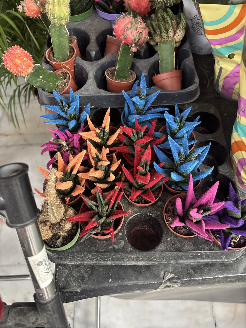 Verschillende exemplaren van de Haworthiopsis attenuata staan in kleine potjes op een schap. Hun vlezig blad is gedeeltelijk kunstmatig gekleurd.