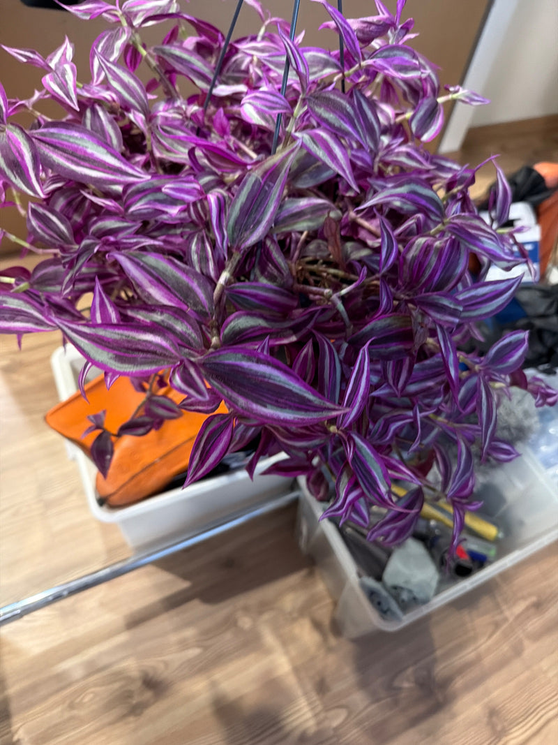 De afbeelding zeigt een gezonde tradescantia met karakteristieke paars-zilver gestreepte bladeren in een hangmand. De scheuten hangen naar beneden.