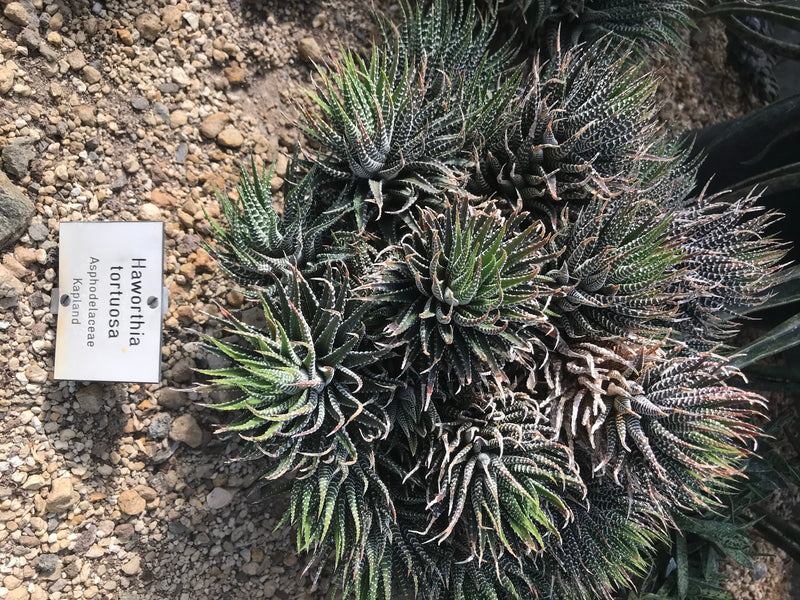 Zebra-Haworthie — foto 1 van 1